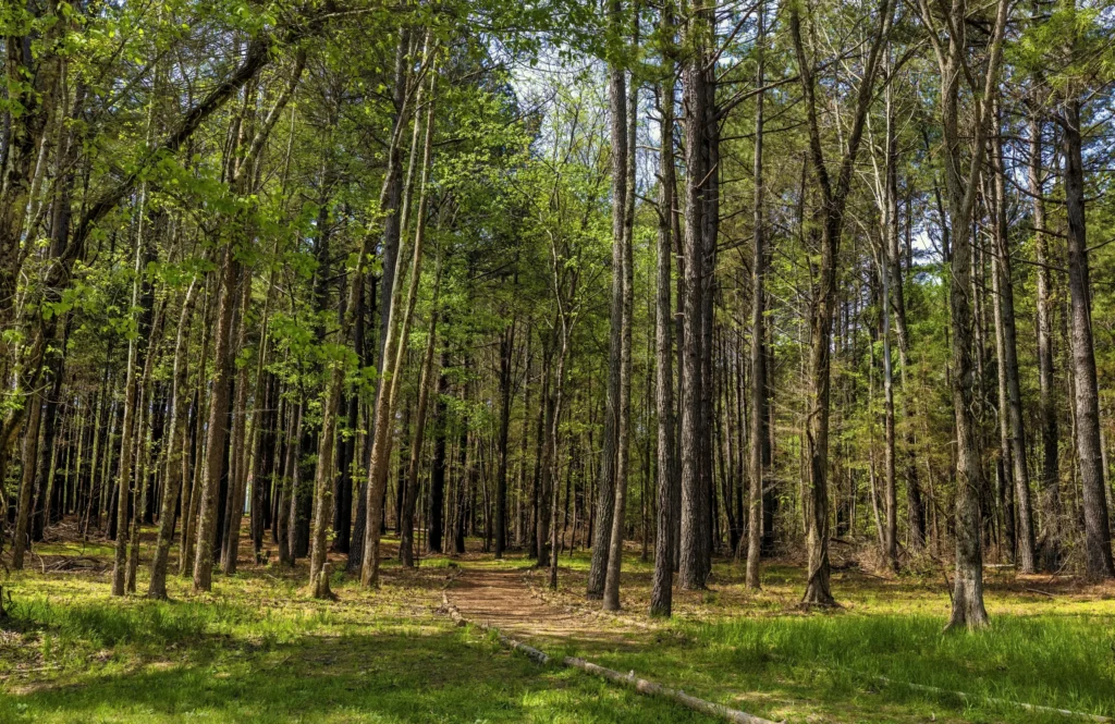 Forest