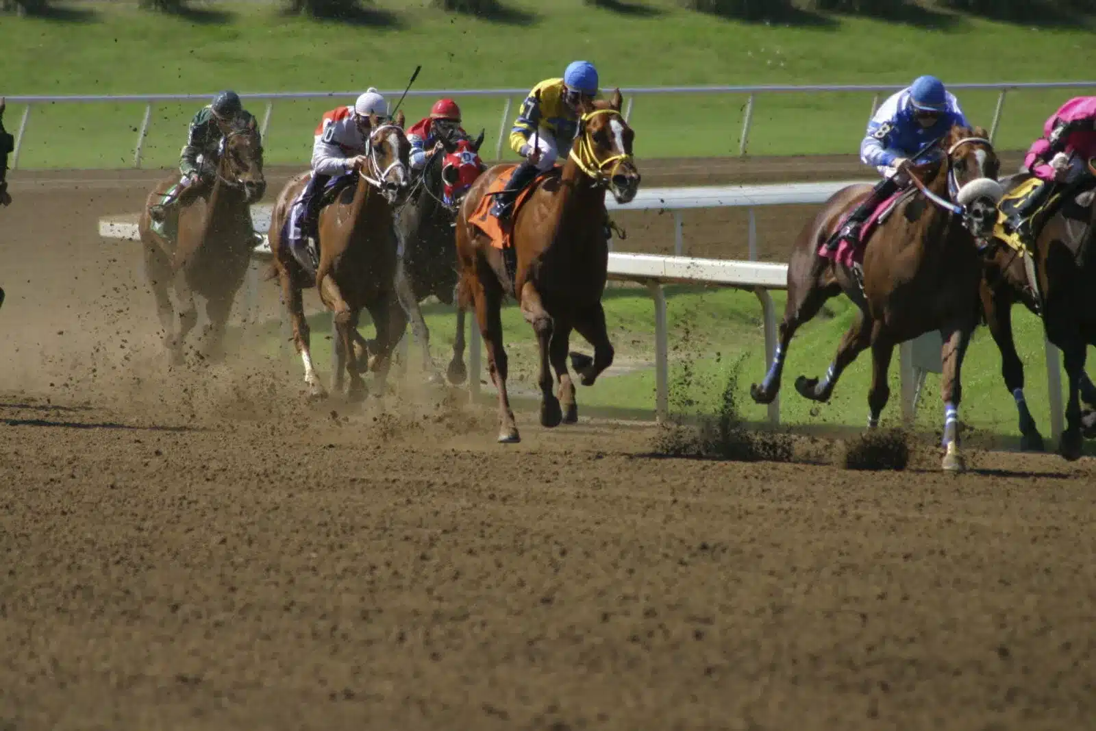 Horses RunningTrack 1