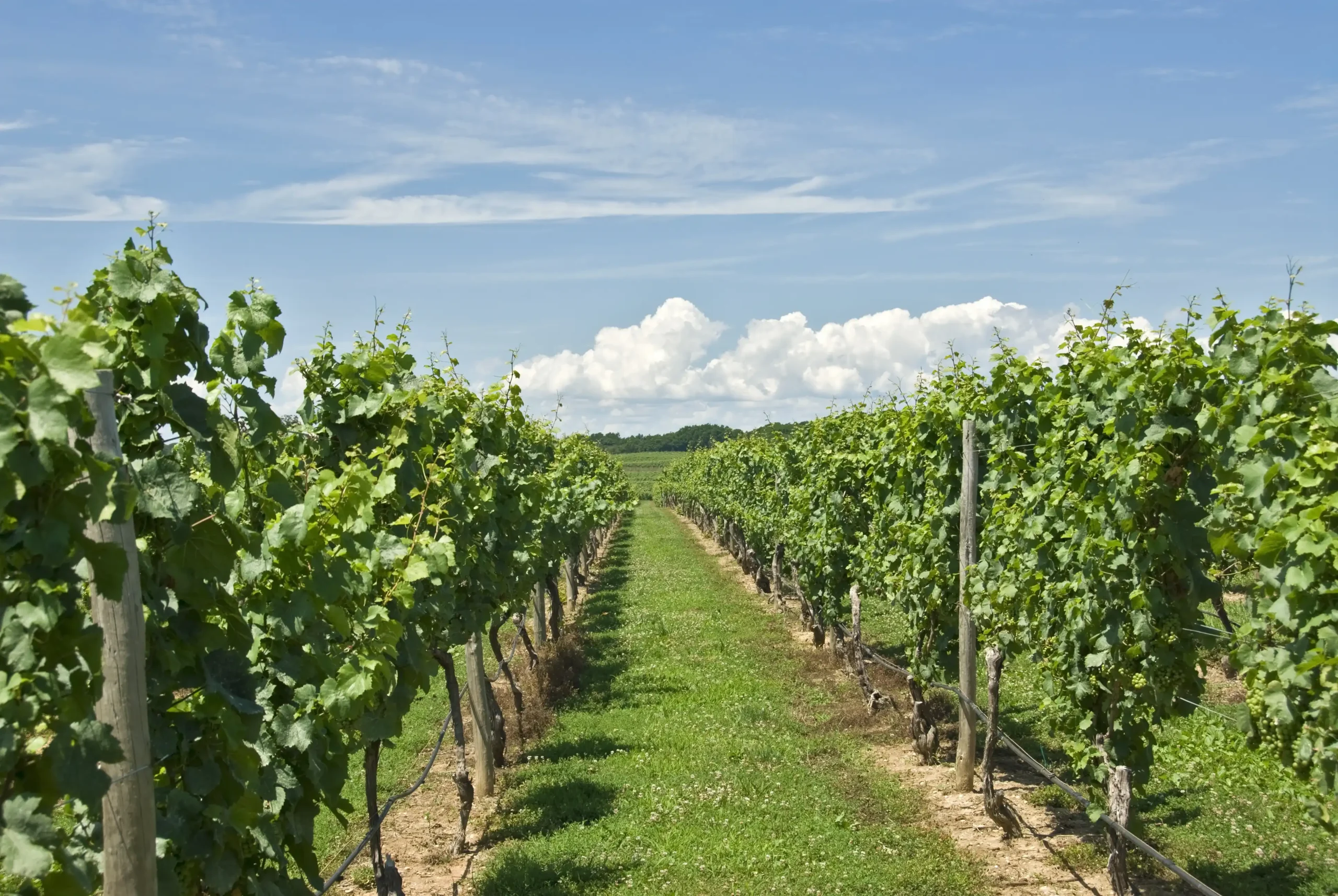 LI Winery