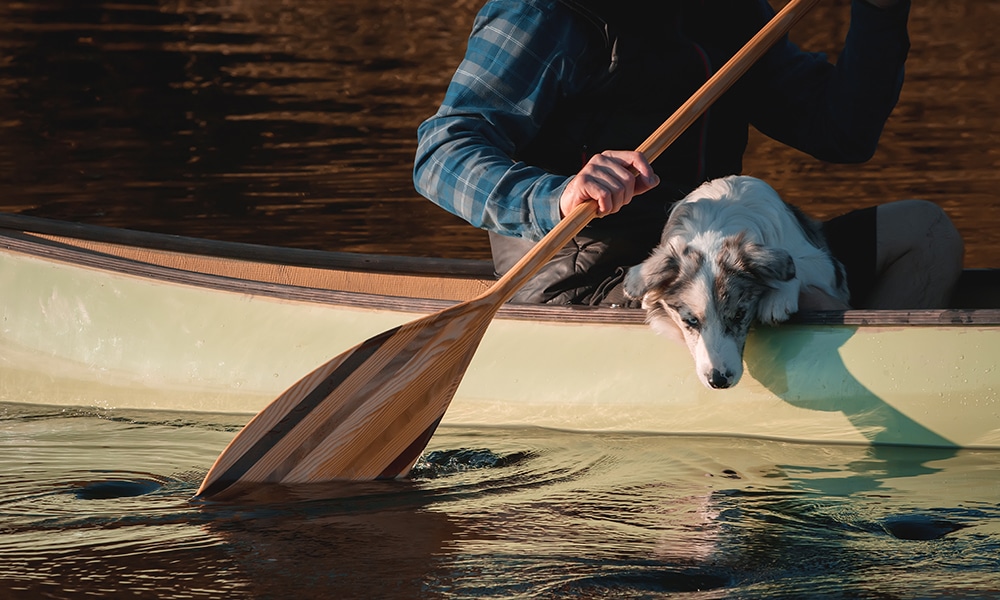 An image of a man paddling a canoe with his dog.